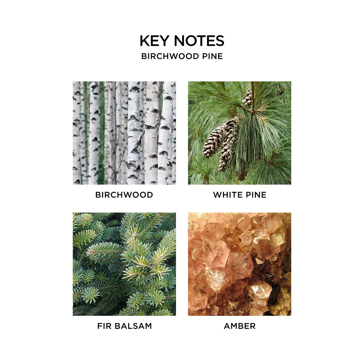 Birchwood Pine Wall Diffuser Refill (Limited Edition)