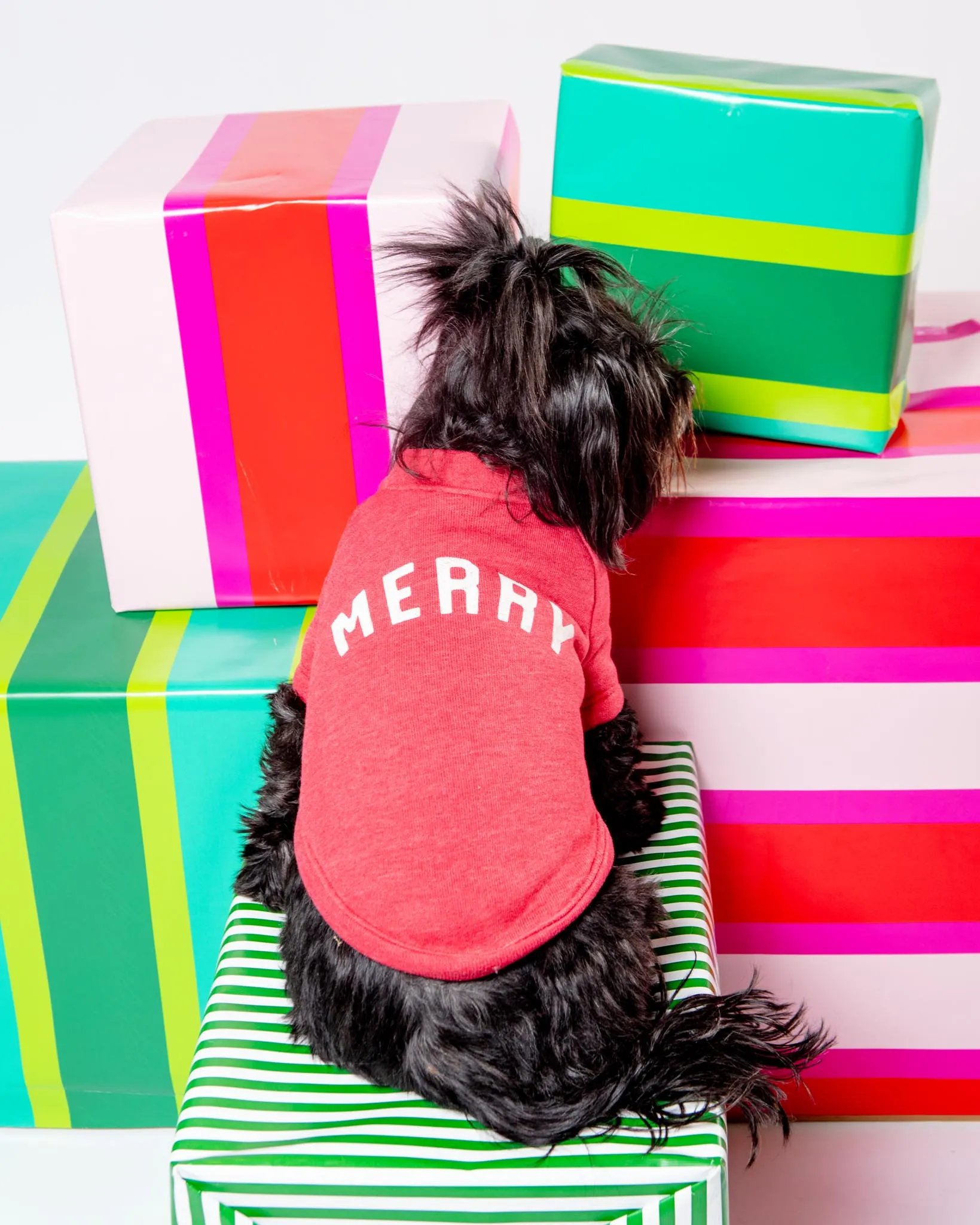 "Merry" Holiday Sweatshirt for Dogs (SALE)