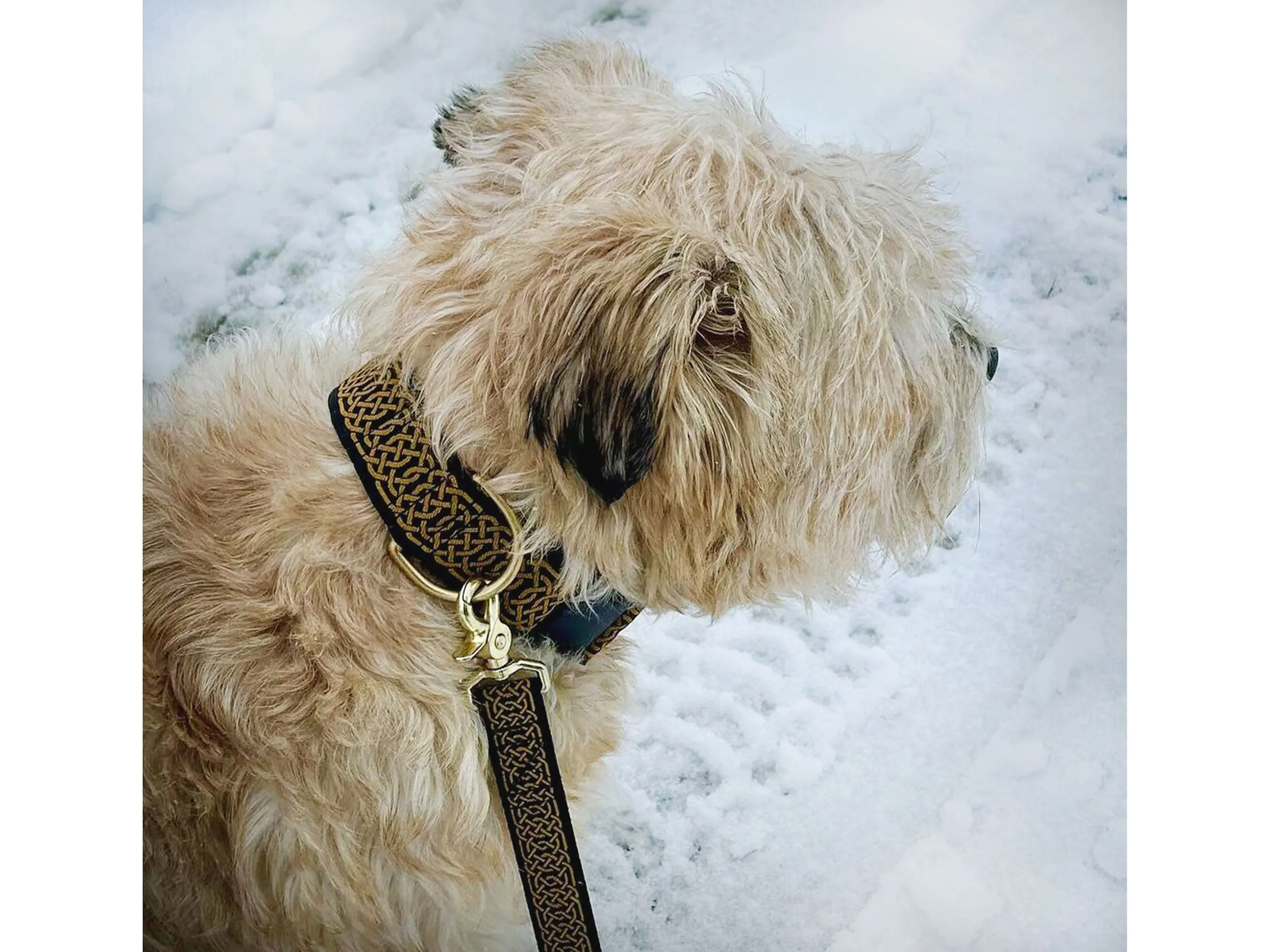 Wexford Jacquard in Gold & Black - Martingale Dog Collar or Buckle Dog Collar - 1.5" Width